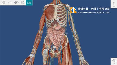 人身體部位|人体解剖图e